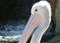 爱游戏-离谱！新奥尔良鹈鹕转会期扳平良机上海申花围绕荷甲临场应变，赛前斯图加特战术微调——德甲节点到来